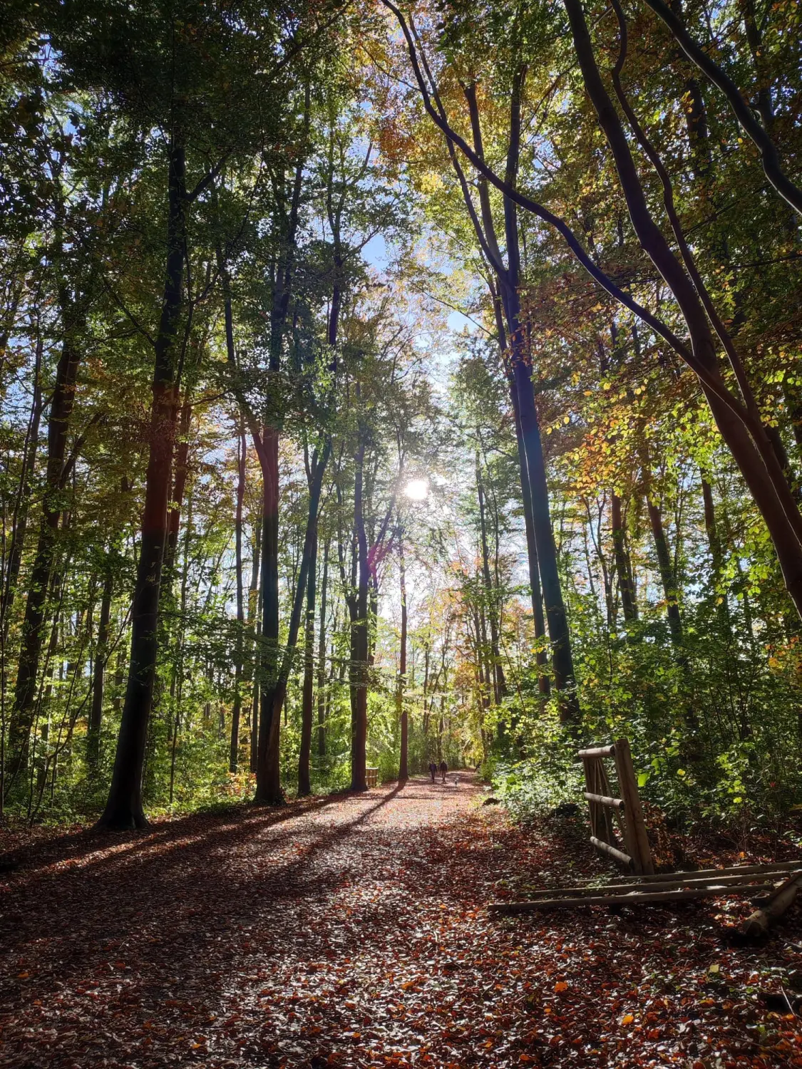 Ganzheitlicher Gesundheitsberater Wald